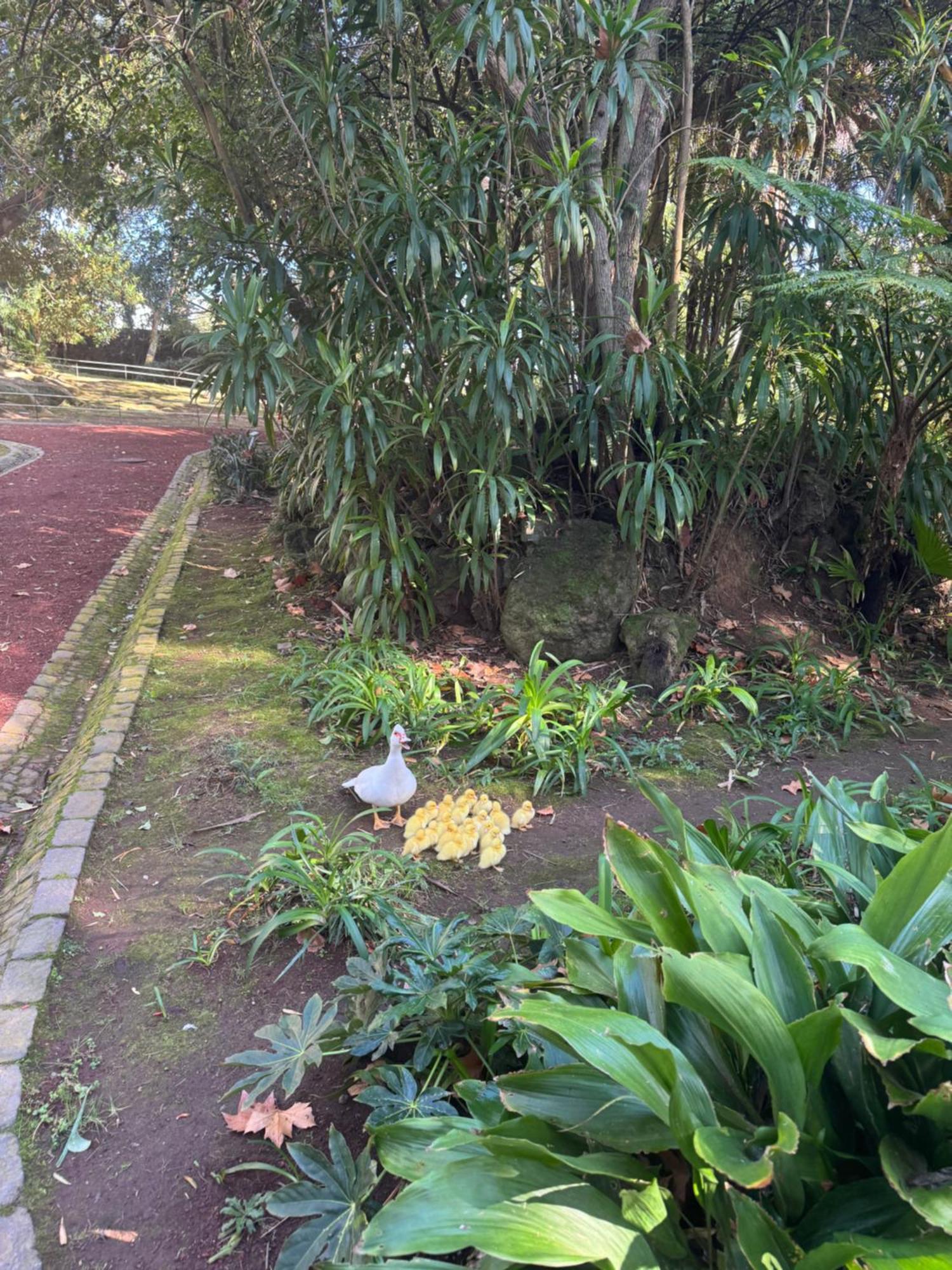 Garden Apartment, Great For Couple - Ponta Delgada Exterior foto